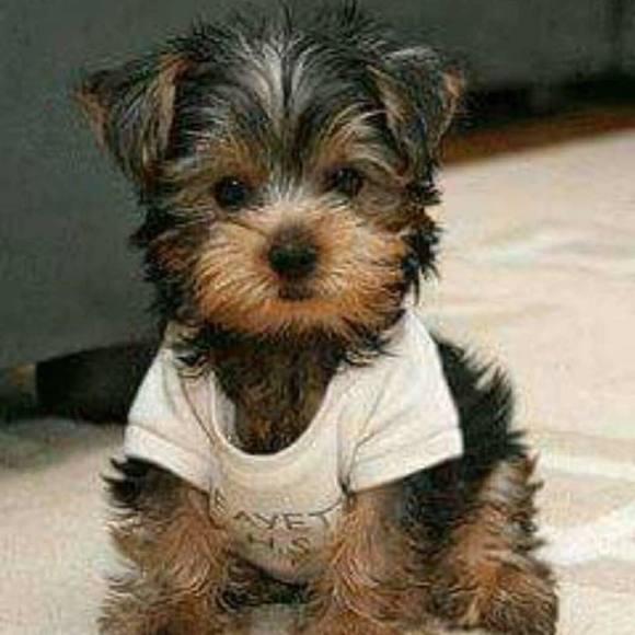 Meet your Posher, Jimmy - Picture 1 of 1